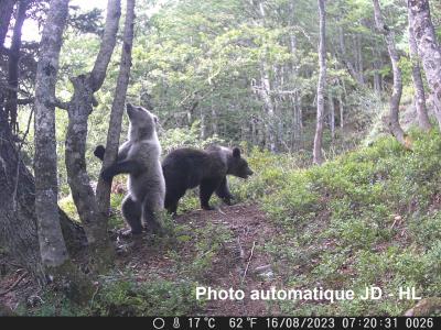 CARTE. Pyrénées : dans quelles zones les ours sont-ils les plus présents ?